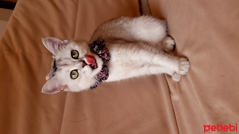 British Shorthair, Kedi  Mia fotoğrafı