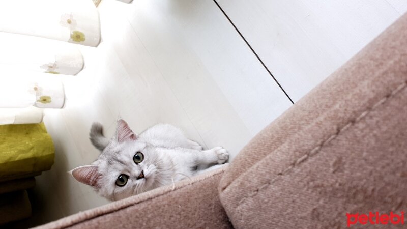 British Shorthair, Kedi  Mia fotoğrafı