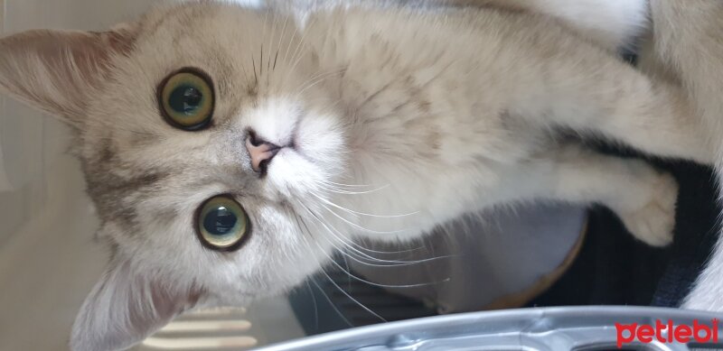 British Shorthair, Kedi  Mia fotoğrafı