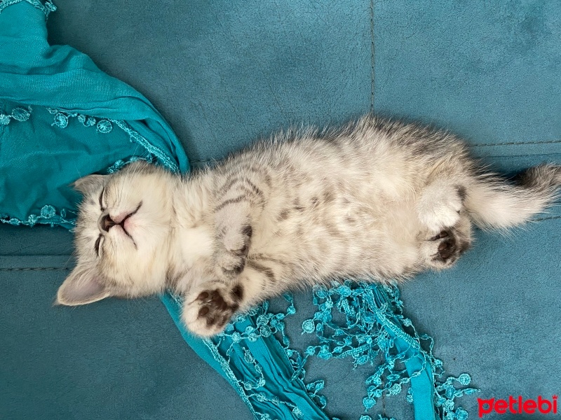 British Shorthair, Kedi  Casper fotoğrafı