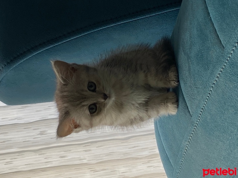British Shorthair, Kedi  Casper fotoğrafı