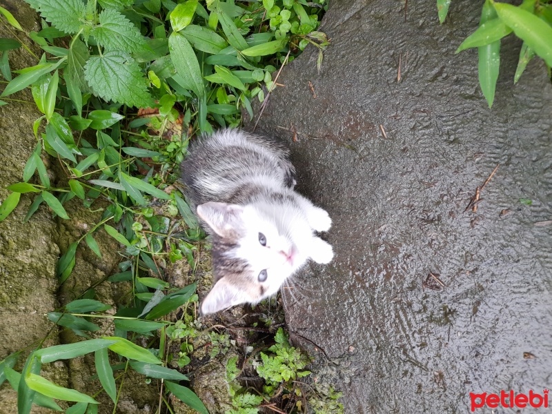 Tekir Kedi, Kedi  Boncuk fotoğrafı