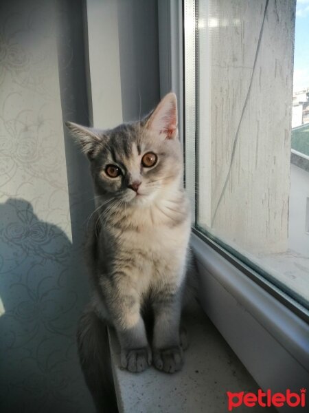 British Shorthair, Kedi  Alex fotoğrafı