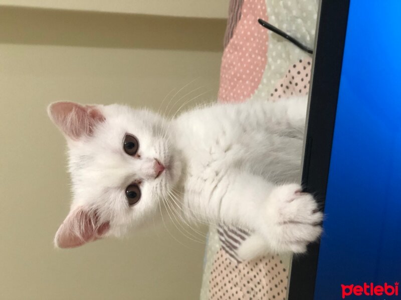 British Shorthair, Kedi  Sakız fotoğrafı