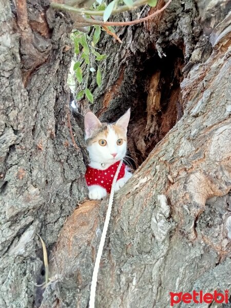 Tekir Kedi, Kedi  Lily fotoğrafı