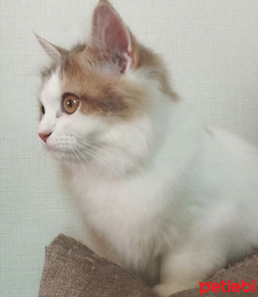 Scottish Fold, Kedi  KAJU fotoğrafı