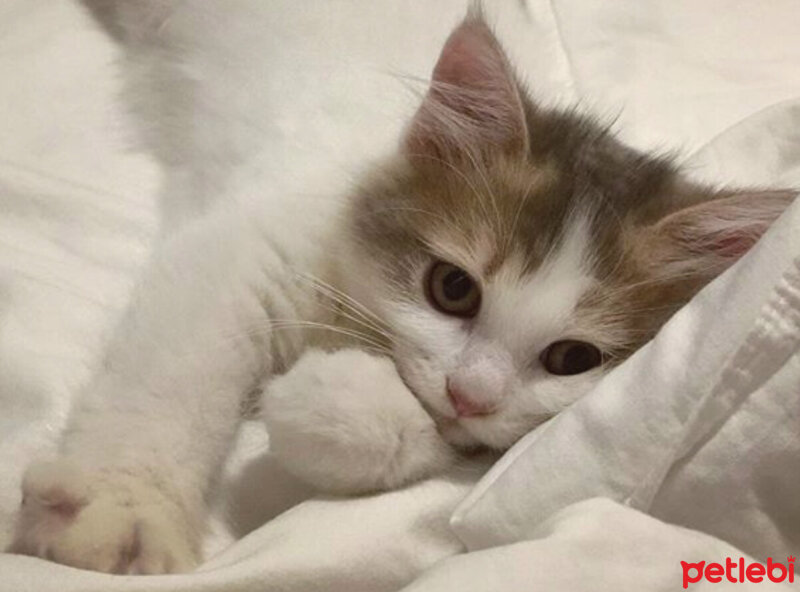 Scottish Fold, Kedi  KAJU fotoğrafı