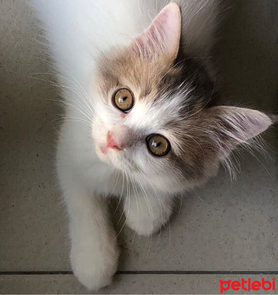 Scottish Fold, Kedi  KAJU fotoğrafı