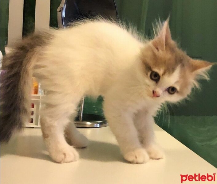 Scottish Fold, Kedi  KAJU fotoğrafı