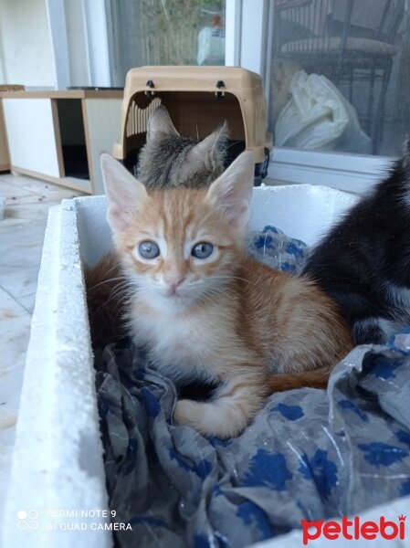 Sarman, Kedi  Badem fotoğrafı