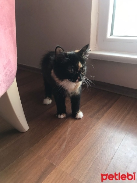 İran Kedisi (Persian), Kedi  Zeytin fotoğrafı