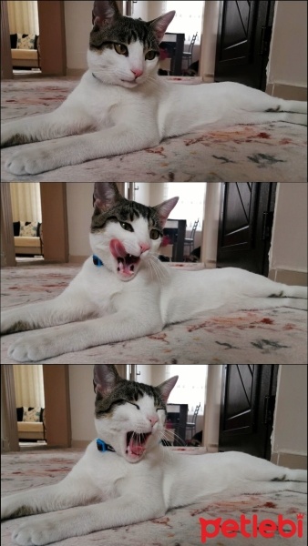 Tekir Kedi, Kedi  Fındık fotoğrafı