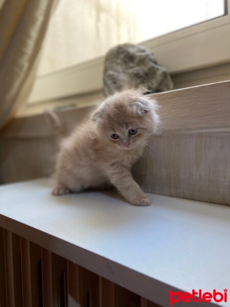 Scottish Fold, Kedi  Nadir Scottish Fold Yavrusu fotoğrafı