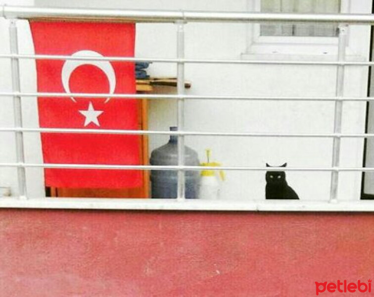 Bombay, Kedi  ETİ fotoğrafı