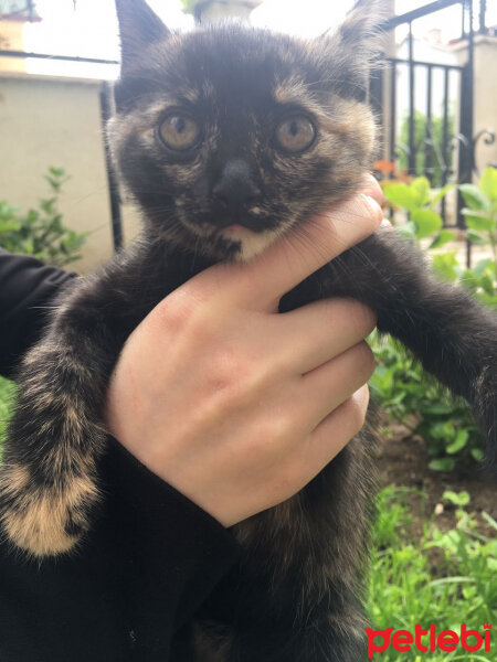 Bombay, Kedi  ETİ fotoğrafı