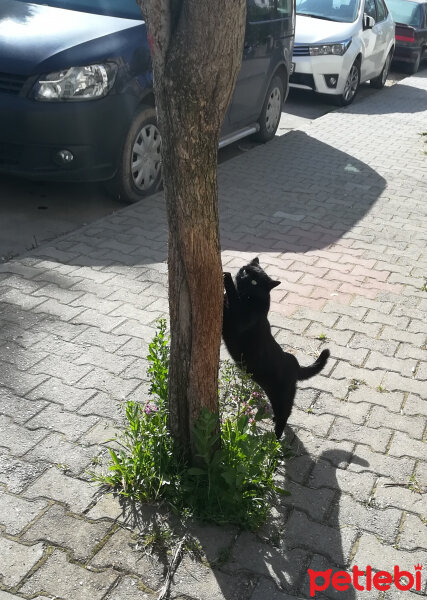 Bombay, Kedi  ETİ fotoğrafı