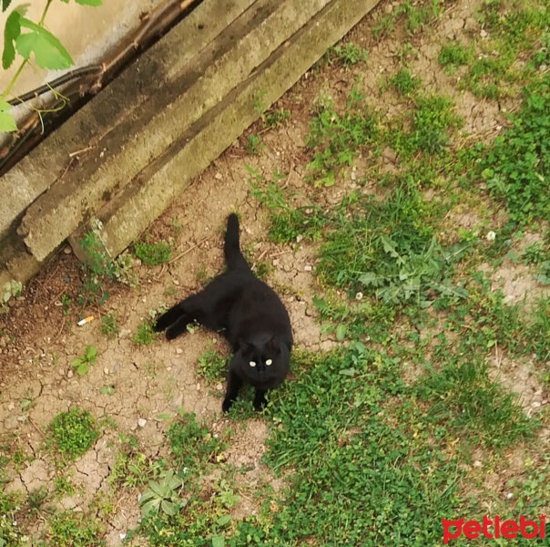 Bombay, Kedi  ETİ fotoğrafı