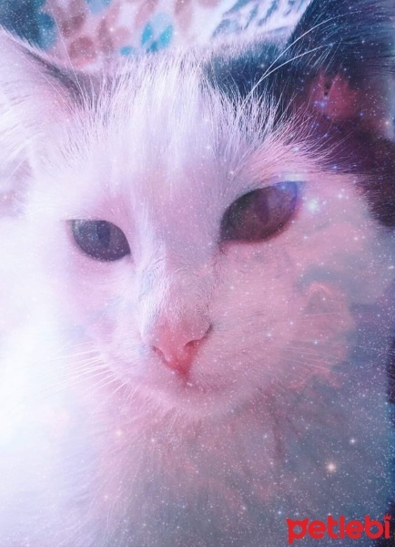 Tekir Kedi, Kedi  SİSİ ♡ fotoğrafı