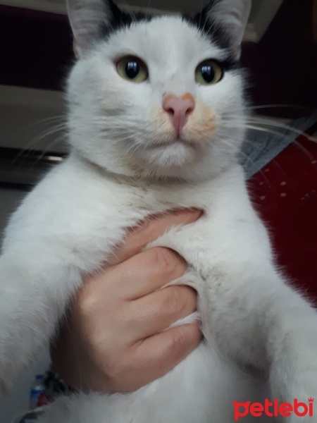 Tekir Kedi, Kedi  SEYFİ ♡ fotoğrafı