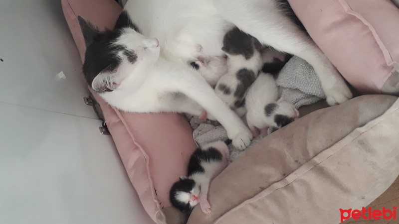 Tekir Kedi, Kedi  RÜZGAR , GÜMÜŞ , KARA , GÜNEŞ ♡ fotoğrafı