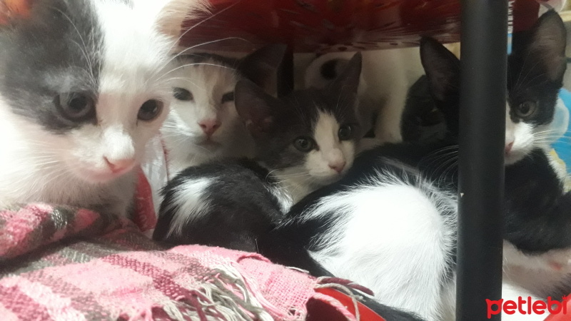 Tekir Kedi, Kedi  RÜZGAR , GÜMÜŞ , KARA , GÜNEŞ ♡ fotoğrafı