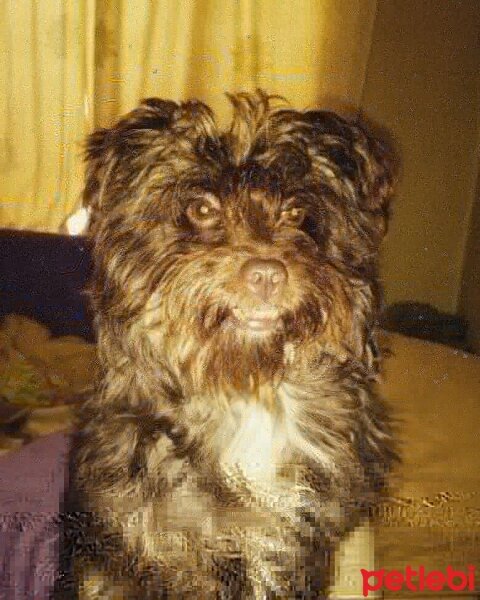 Minyatür Schnauzer, Köpek  Minnoş fotoğrafı