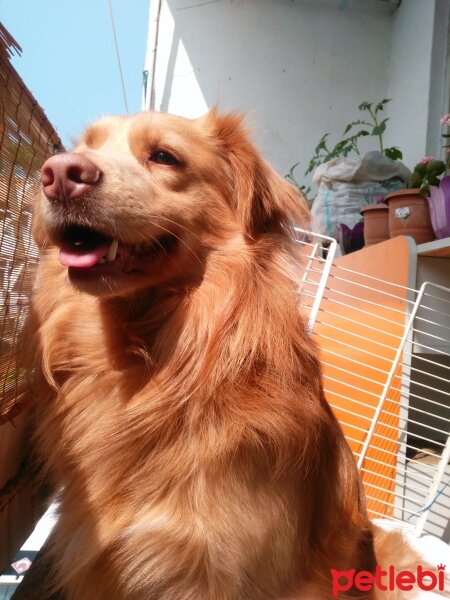 Golden Retriever, Köpek  Boncuğum fotoğrafı