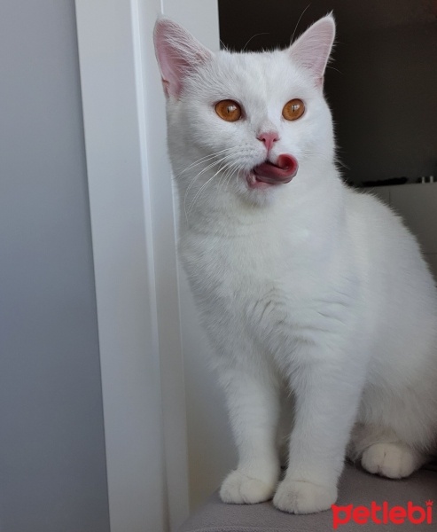 British Shorthair, Kedi  Sushi fotoğrafı