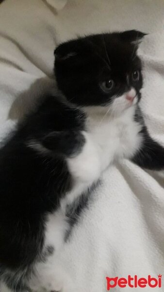 Scottish Fold, Kedi  Simba fotoğrafı