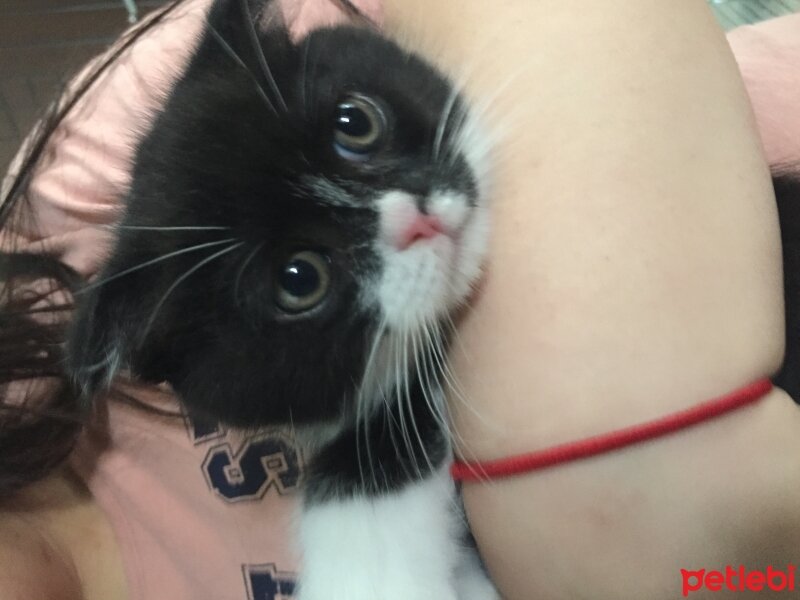 Scottish Fold, Kedi  Simba fotoğrafı