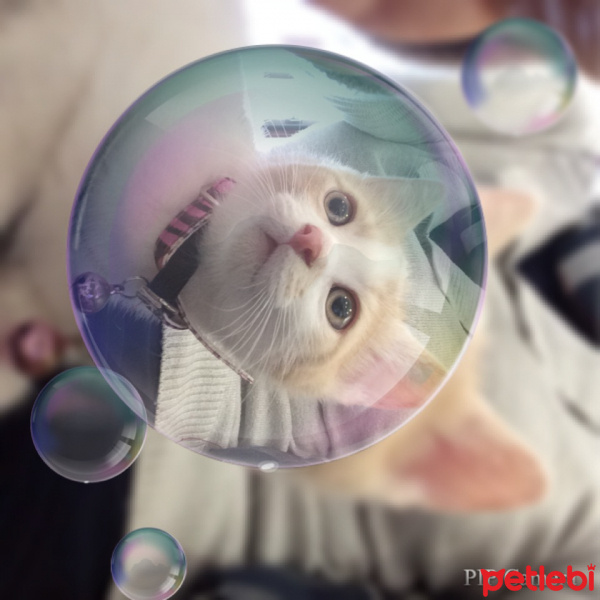 Tekir Kedi, Kedi  pamuk fotoğrafı