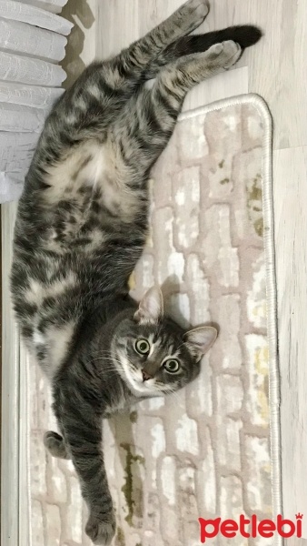 Tekir Kedi, Kedi  joey fotoğrafı