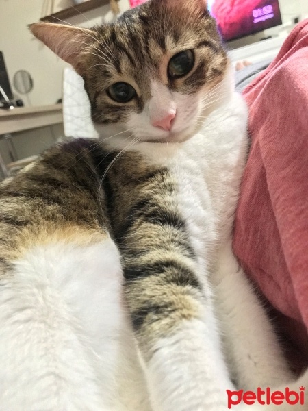 Tekir Kedi, Kedi  phoebe fotoğrafı