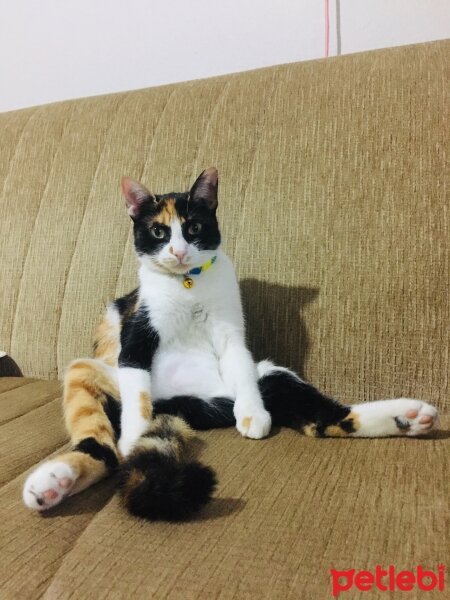 Tekir Kedi, Kedi  Ekin fotoğrafı