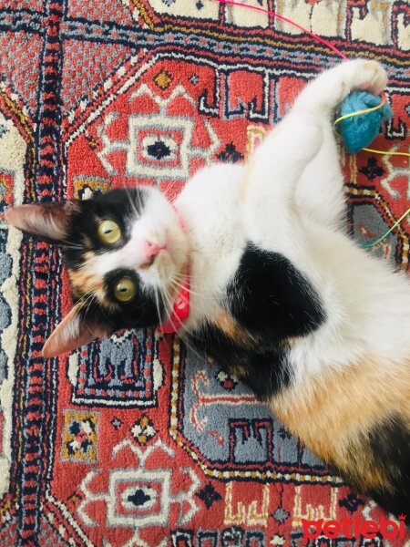 Tekir Kedi, Kedi  Ekin fotoğrafı