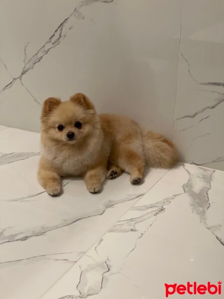 Pomeranyalı, Köpek  Cookie fotoğrafı