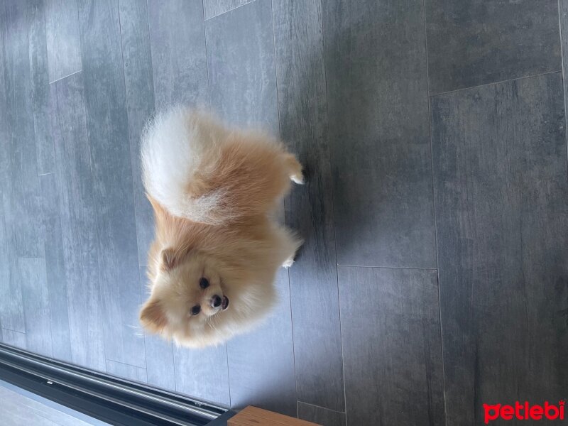 Pomeranyalı, Köpek  Cookie fotoğrafı