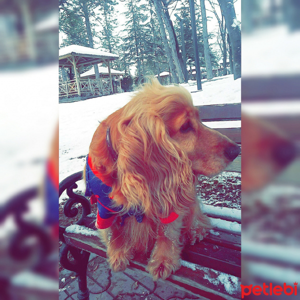 İngiliz Cocker Spaniel, Köpek  Kızım fotoğrafı