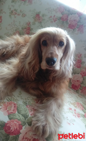 İngiliz Cocker Spaniel, Köpek  Kızım fotoğrafı