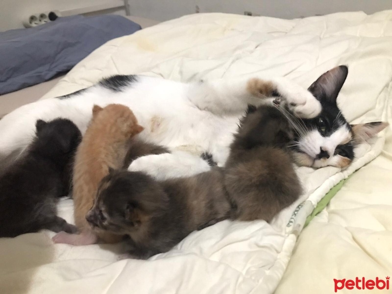 Tekir Kedi, Kedi  Fıstık Köfte fotoğrafı