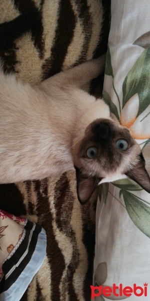 Siyam Kedisi, Kedi  Karamel fotoğrafı