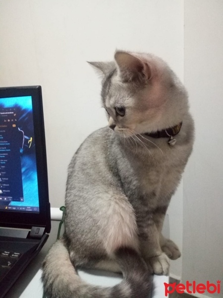 British Shorthair, Kedi  Gölge fotoğrafı