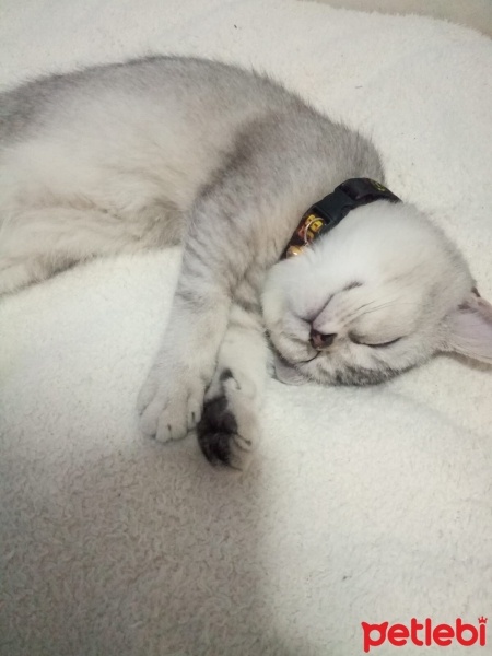 British Shorthair, Kedi  Gölge fotoğrafı