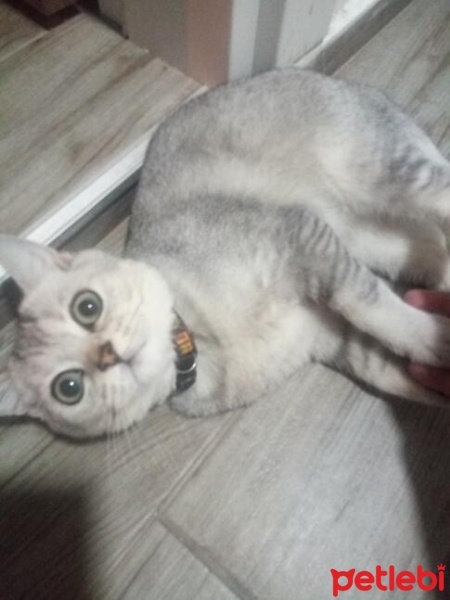 British Shorthair, Kedi  Gölge fotoğrafı