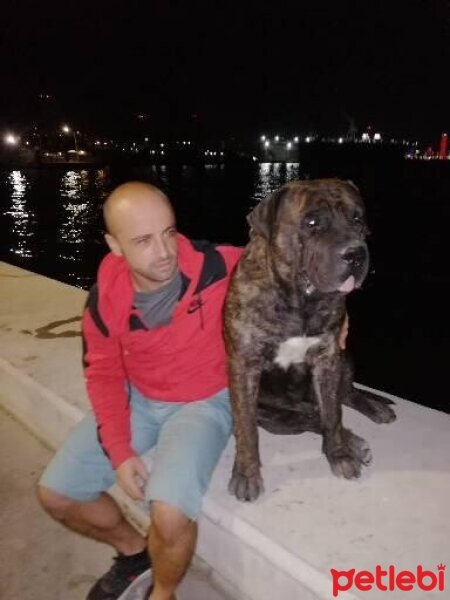 Presa Canario, Köpek  Alfa fotoğrafı