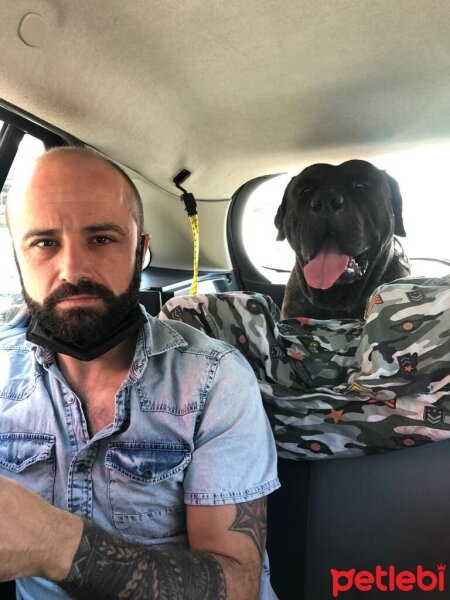 Presa Canario, Köpek  Alfa fotoğrafı