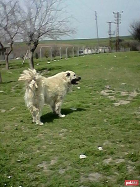 Kangal, Köpek  Pırço fotoğrafı