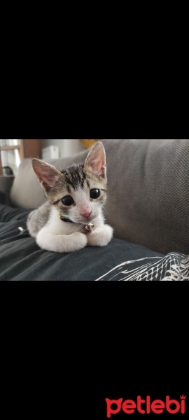 Tekir Kedi, Kedi  Mırmır fotoğrafı