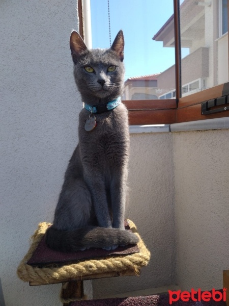 Mavi Rus, Kedi  Bihter fotoğrafı