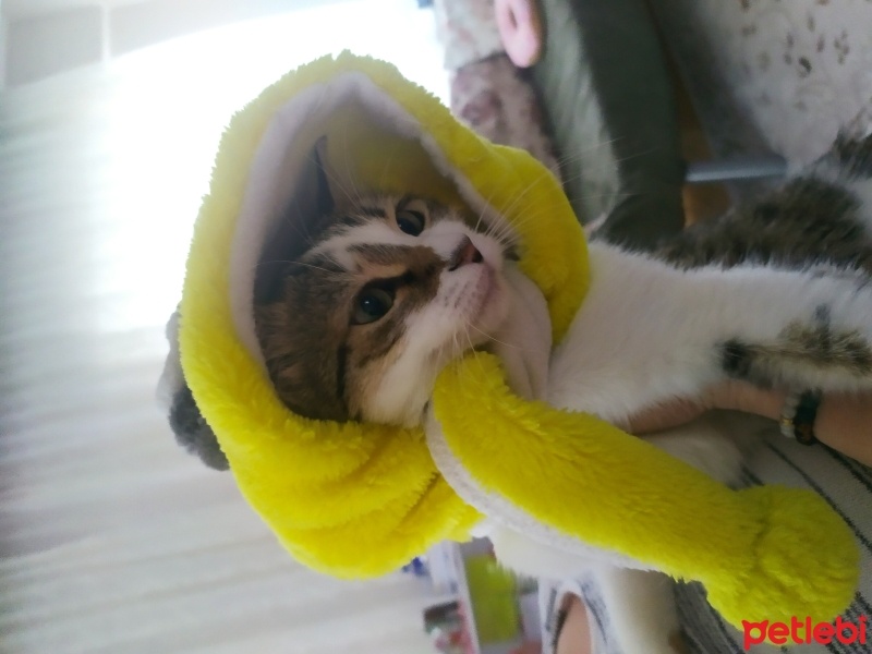 Tekir Kedi, Kedi  Zoe fotoğrafı
